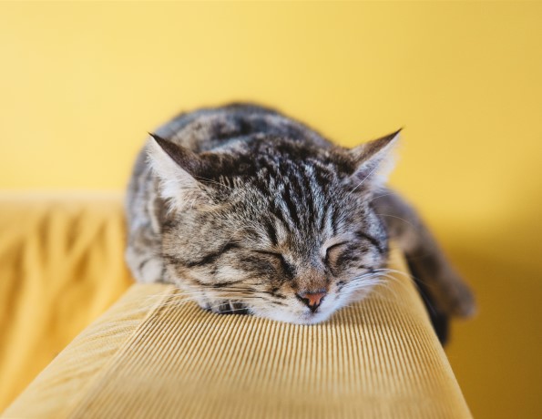 kitten napping and taking care of itself